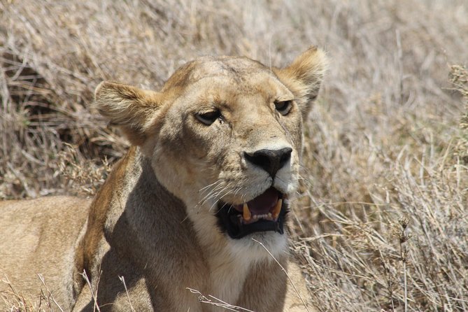 8 Day Private Wildebeest Migration Safari Serengeti Ngorongoro - Health and Safety Tips