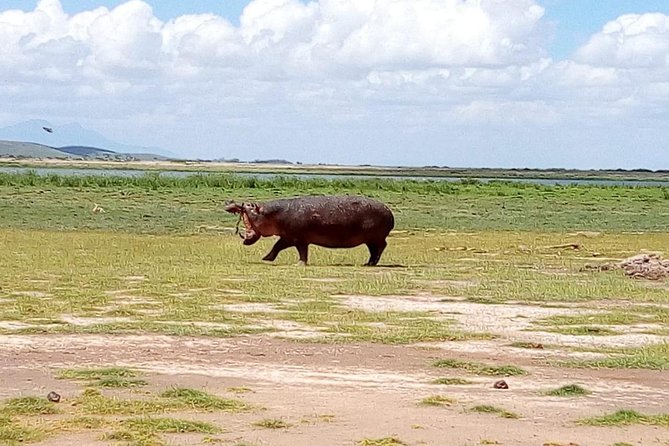 8 Day Safari: Best of Kenya & Tanzania - Exploring the Parks