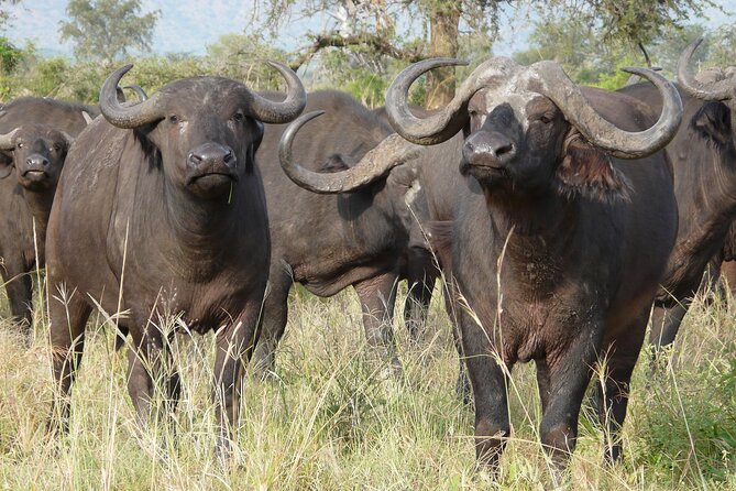 8 Days / 7 Nights 2021 / 2022 Wildebeest Migration Safari - Maasai Mara Reserve - Traveler Experiences