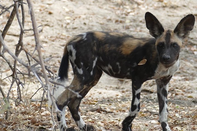 8 Days Safari to Mikumi NP, Ruaha NP and Nyerere NP + Isimila Stone Age Site - Health and Accessibility Considerations