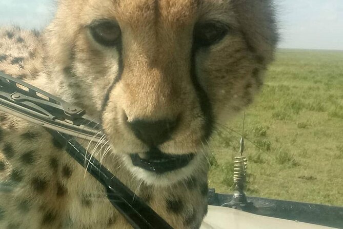 8 Days Tanzania Adventure Tented Camps Safari - Booking Details