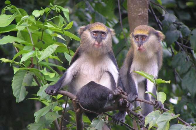 9 Day Ghana Wildlife and Culture Tour - What to Expect