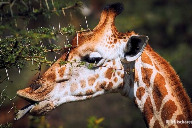 9- Days Classic Kenya Family Safari - Transportation Details