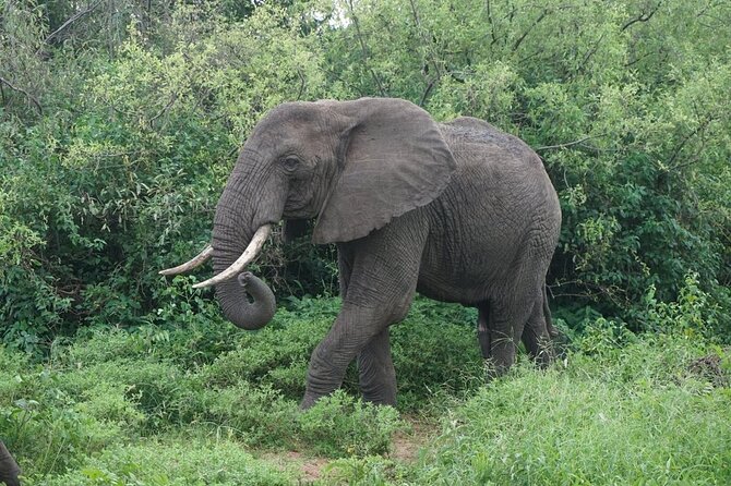 9-Days High End Road and Air Kenya Safari - Customer Reviews