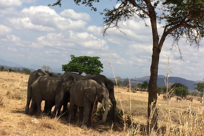 A Day Trip to Mikumi From Morogoro - Frequently Asked Questions