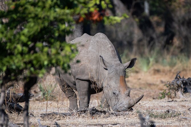 A Game Drive Plus White Rhino Short Walk - Pricing and Booking Details