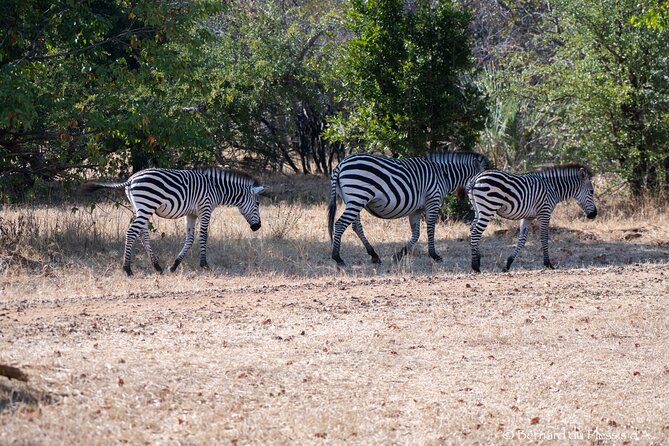 A Private White Rhino Game Drive Plus Short Walking Safari - Guest Reviews and Ratings