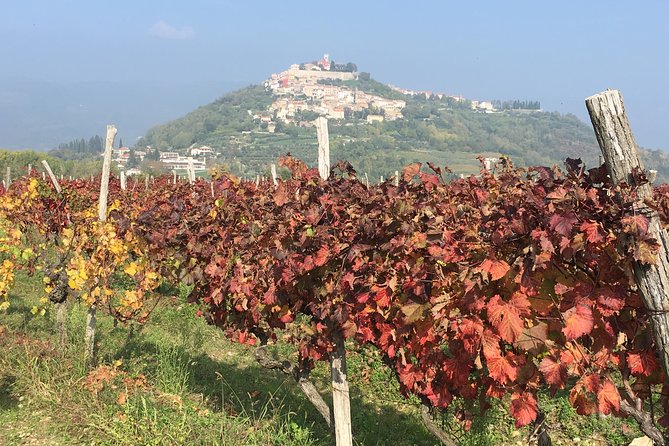 A Sample Of Wine, A Sample Of Istria - A Short But Fulfilled Program - Discovering Istrias Winemaking