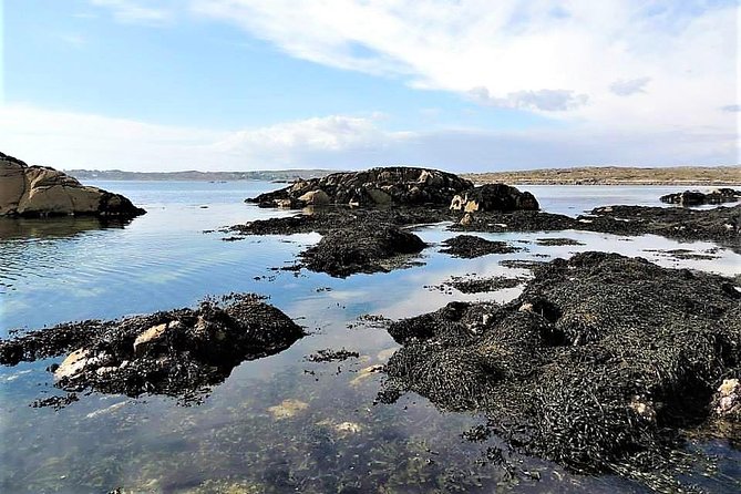 Abalone Farm Tour and Tasting With Coastal Seaweed Walk. Guided. 2 Hours - Reviews and Testimonials