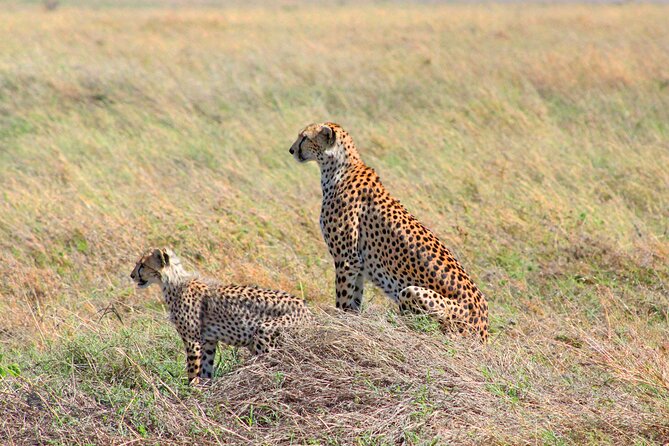 Affordable 4 Days Tanzania Private Mid-range Lodge Safari Tour - Frequently Asked Questions