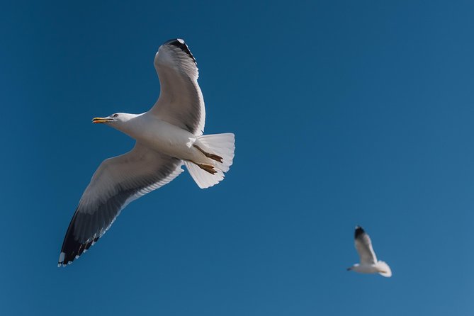 Agadir - Essaouira One Full Day Trip From Agadir - Booking Details and Flexibility