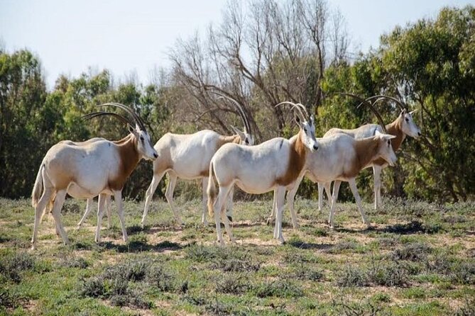 Agadir National Park & 4×4 Jeep Desert Safari Tour With Lunch - Reviews and Ratings