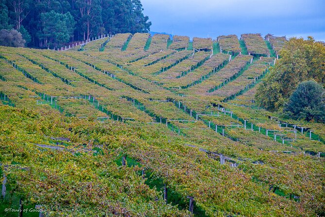 Albariño Trails Private Wine Tour/Shore Excursion From Vigo - Immersion in Local Culture