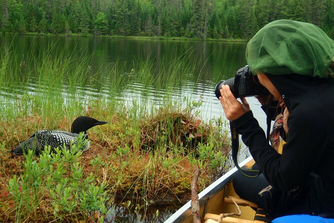 Algonquin Park 4-Day Luxury Moose/Beaver/Turtle Camping & Canoeing Adventure - Guides and Wildlife Sightings
