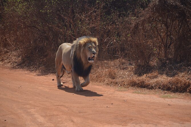 All Inclusive 2 Day Kruger Safari From Nelspruit - Accessibility Features