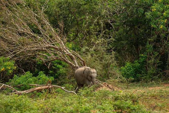 All Inclusive Udawalawa National Park Day Tour From Negombo - Health and Accessibility Tips