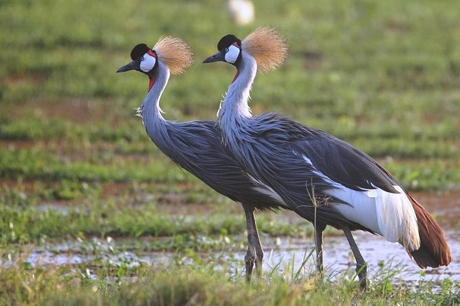 Amboseli Cultural & Wildlife Tour - 4 Day Unforgettable Budget Safari - Travelers Testimonials