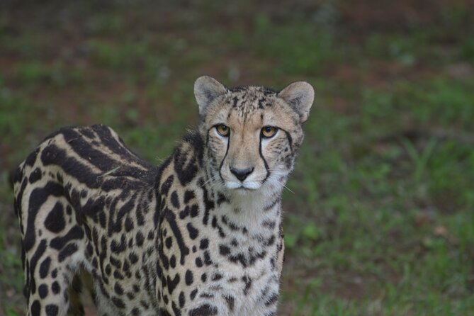 Ann Van Dyk Cheetah Centre Tour From Johannesburg or Pretoria - Conservation Efforts and Ethics