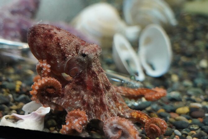 Aquarium of the Bay VIP Experience - Sum Up