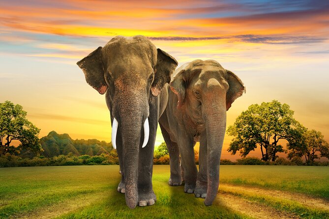 Aquila Game Reserve Safari With Park Fees, Transport & Lunch - Food and Beverage Options