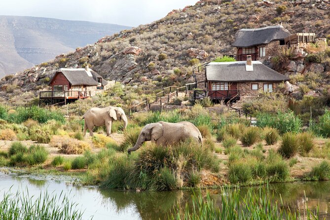 Aquila Game Reserve Safari With Wine Tasting, Transport & Lunch - Knowledgeable Guides