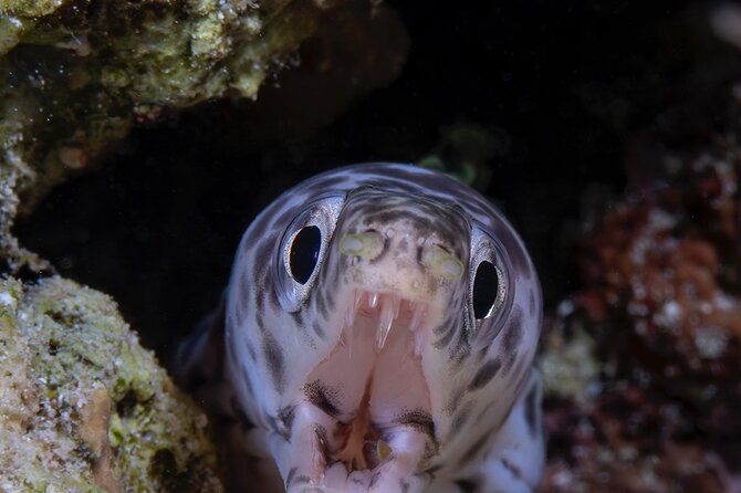 Aruba Guided Night Dive Adventure: Shallow Reefs or Shipwrecks - Marine Life Encounters