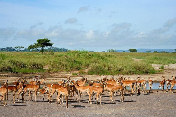 Arusha National Park Day Trip - Transportation and Logistics