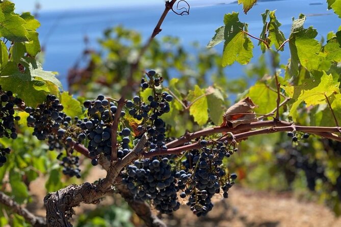 Authentic Private Viewpoint Wine&Dine Tour - Customer Support and Reviews
