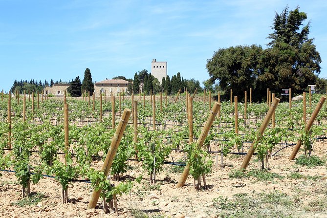 Avignons History, Local Culture & the Wines of Châteauneuf Du Pape Private Tour - Cancellation Policy