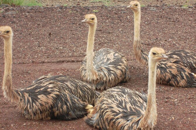 Awash National Park Tours - Traveler Experiences and Reviews