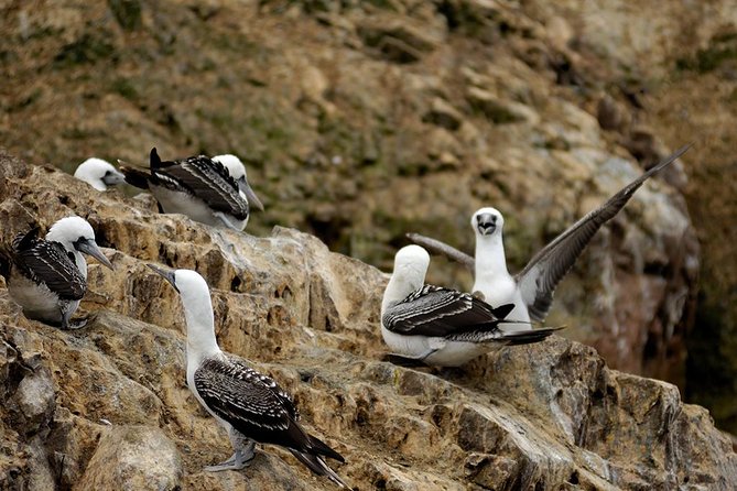 Ballestas Islands for Cruise Ship Passenger Paracas Harbour - Addressing Concerns About Additional Fees