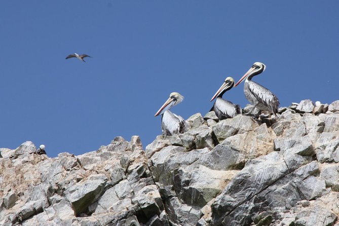 Ballestas Islands, Paracas Reserve & Skulls Museum Private Tour - Naldo Navarro Winery Visit