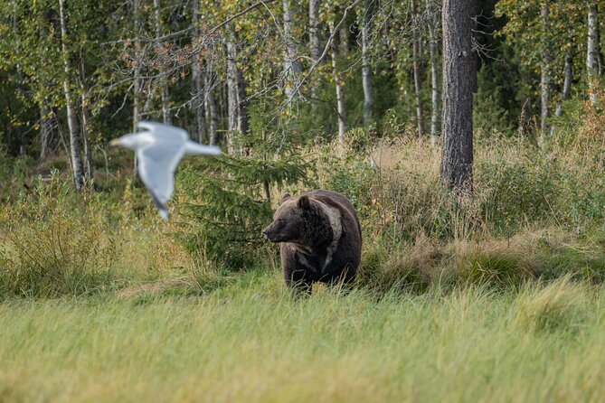 Bear and Arctic Animals 2 Day Trip From Rovaniemi - Transportation Options