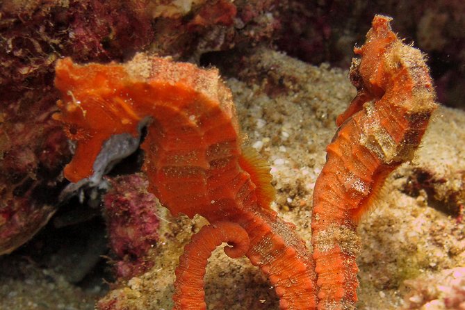 Beginner Scuba Diving in Cabo San Lucas - Activity Description