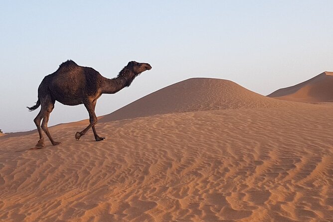 Berber Experience Atlas and Sahara - Booking and Cancellation Policy