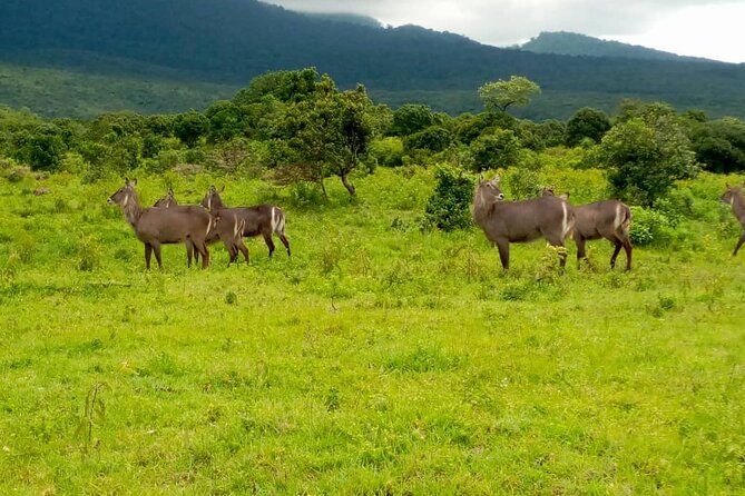 Best 4 Days Tanzania Sharing Group Safari - Pricing Details