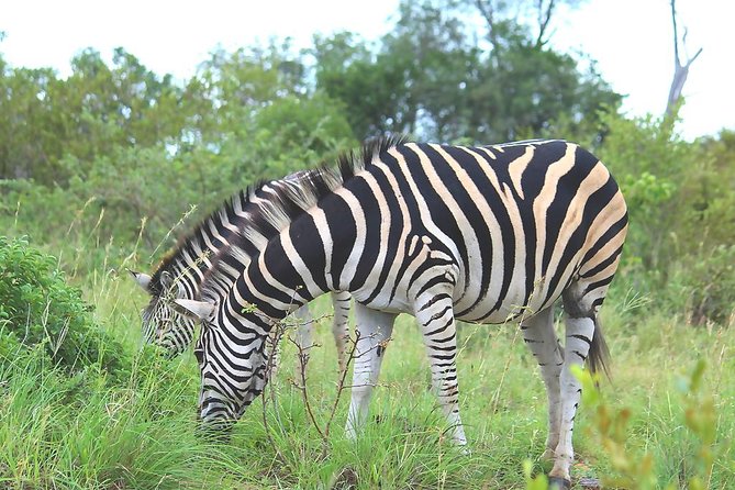 BIG 5 Kruger 3 Days Safari From Johannesburg - Planning Your Safari Adventure
