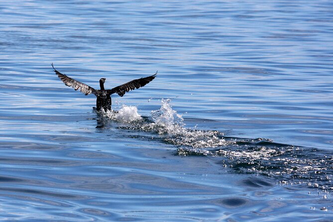 Big 5 Sea Safari in Walker Bay From Gansbaai - Tips for a Great Experience