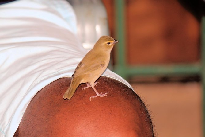 Bird Feeding Sanctuary, Montego Bay Highlights and Columbus Park Day Adventure - Reviews and Ratings