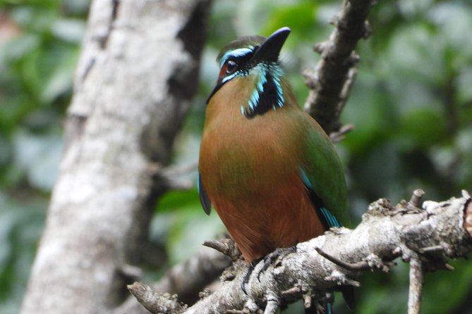 Birds of the Mayan World 1 - Getting There and Back