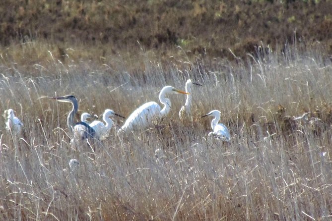 Birdwatching at Ria De Alvor - Birding Highlights