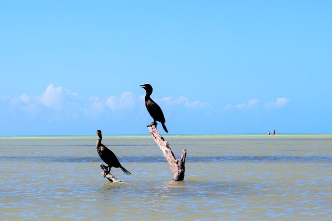 Birdwatching by Kayak in the Mangroves - Tour Duration and Distance