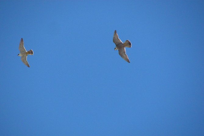 Birdwatching Day Around Sagres - Accessibility and Group Size