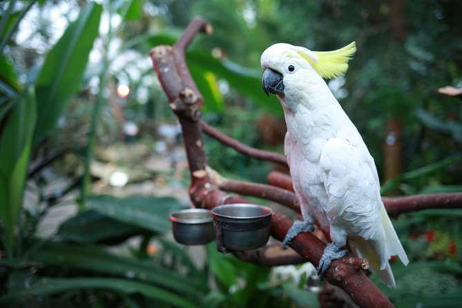 Bloedel Conservatory Admission Ticket - Recommendations for Visitors