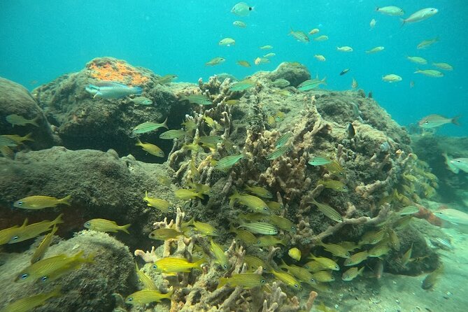 Blue Heron Bridge Guided Snorkel Tour - Host Responses and Considerations