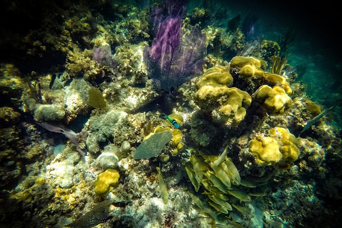 Breathtaking Experience Driving a Speedboat in Cancun With Snorkeling Included - Snorkeling at Punta Nizuc