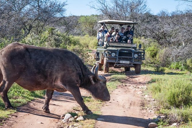 Bush Safari - What to Expect
