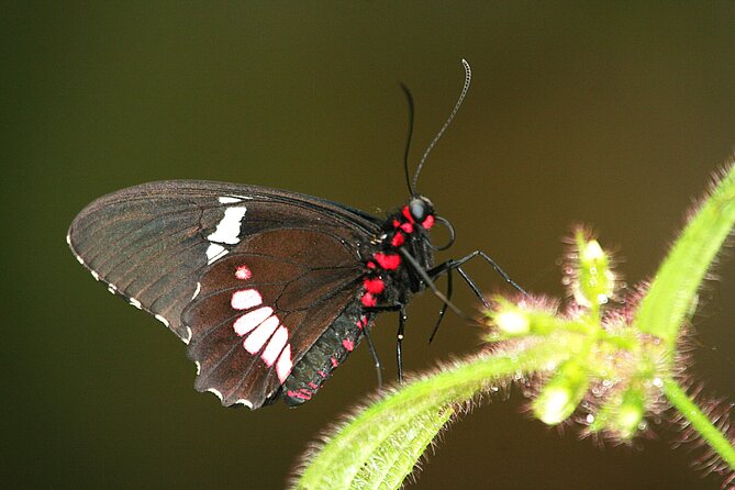 Butterflies, Tequila, River and Beach Unforgettable Day in Puerto Vallarta - Traveler Reviews and Feedback