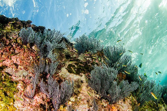 Cabo Pulmo National Park Snorkel Expedition From Cabo San Lucas - Snorkeling Locations