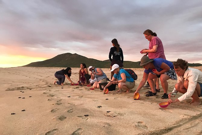 Cabo Turtle Release - Participant Feedback